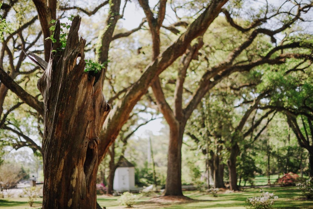 The Myrtles